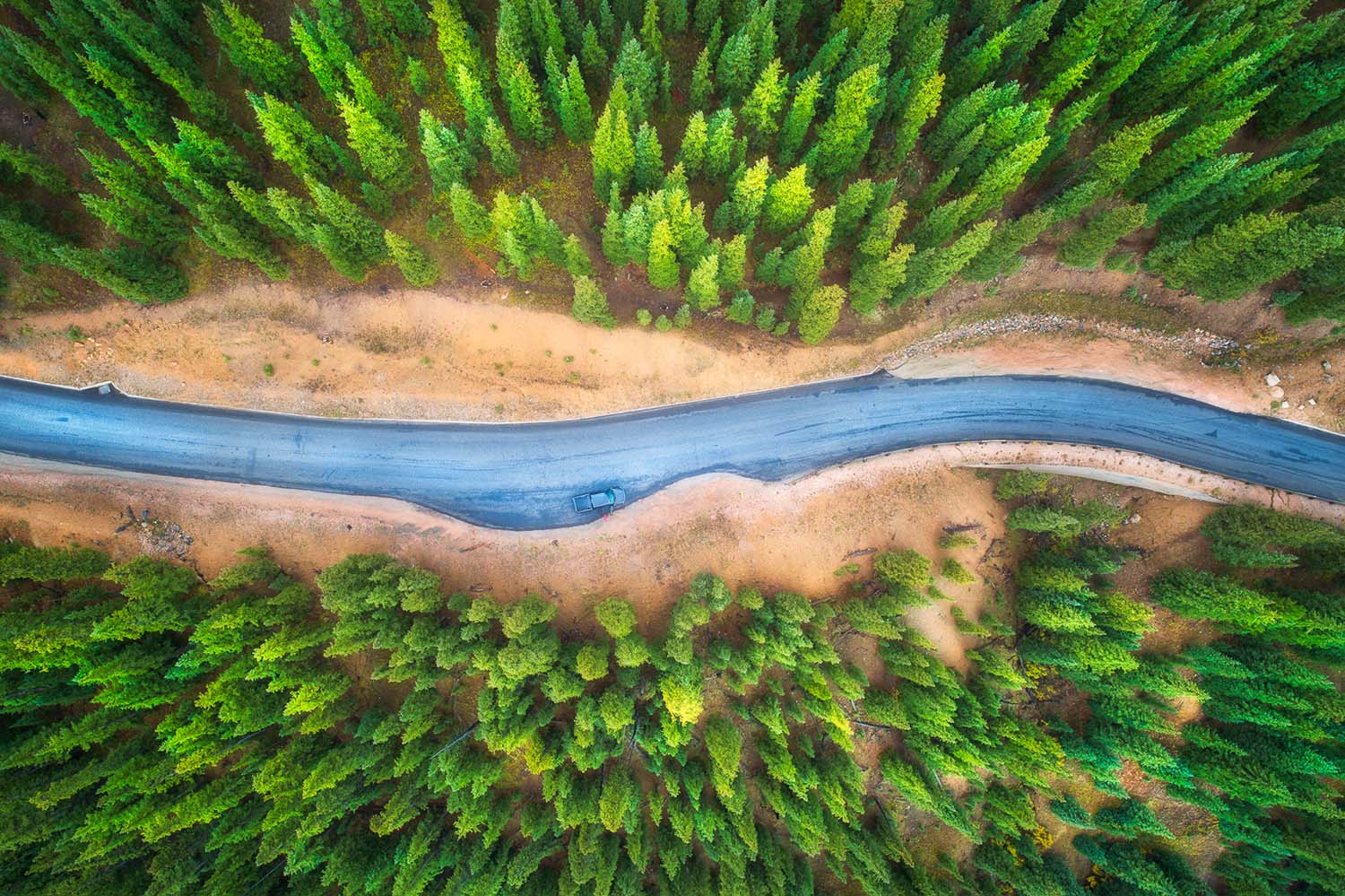 Birds popular Eye View